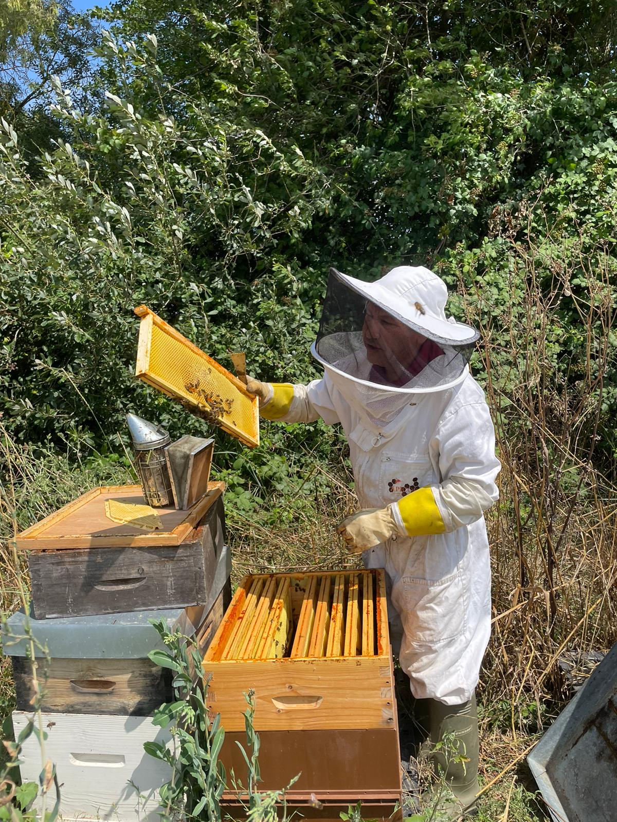 Visite du rucher au printemps
