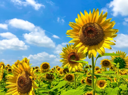 Miel de tournesol